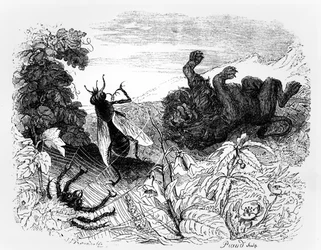 The Lion and the Gnat, illustrasjon for 